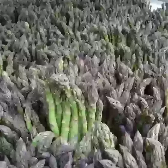 Asparagus officinalis Connovers Colossal 